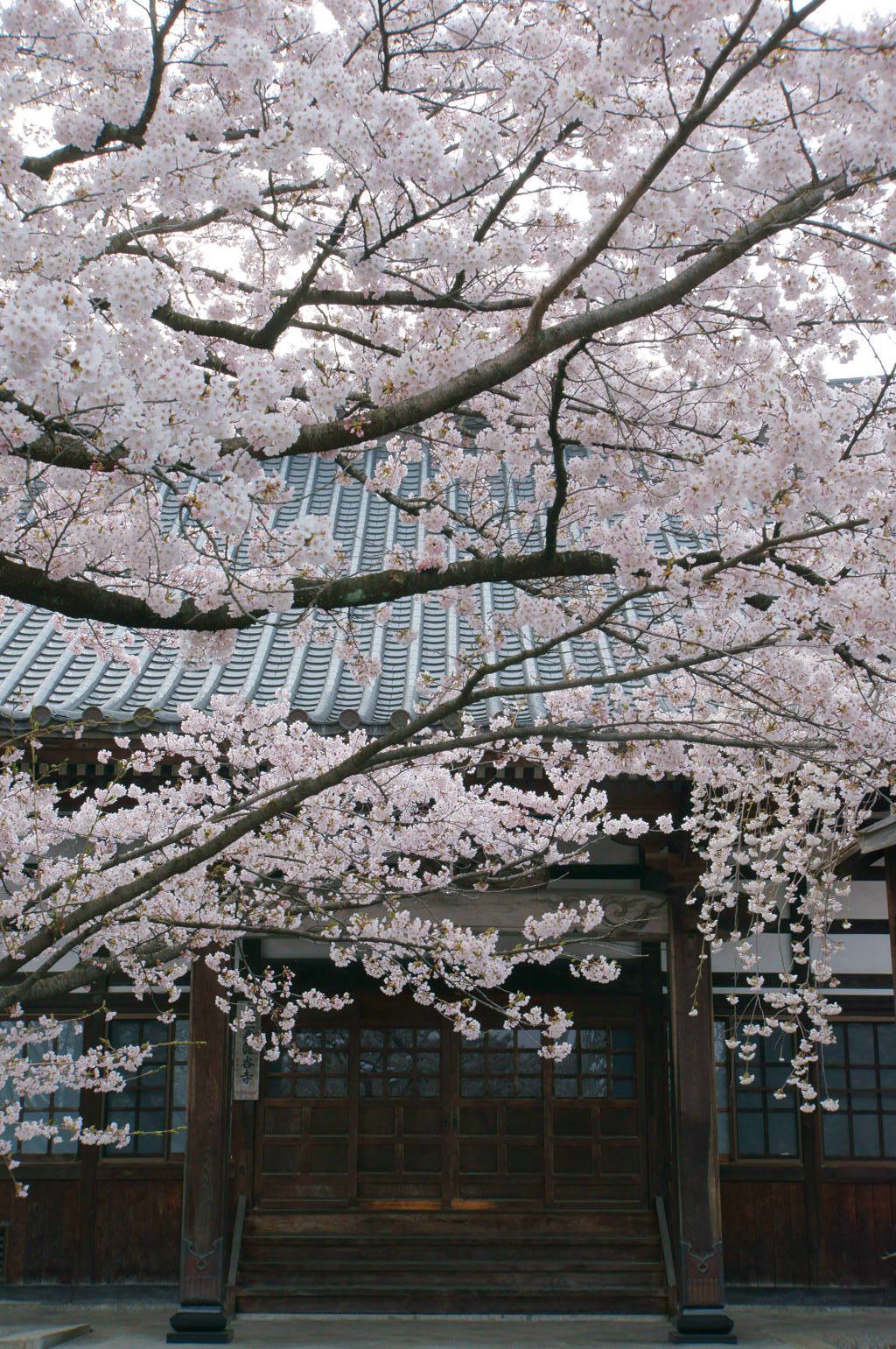 桜2015　龍谷寺2