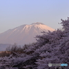 2016 SAKURA 18 四十四田公園