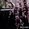 2016 SAKURA 21 角館