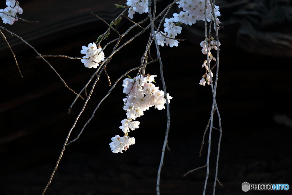 2016 SAKURA5 法華寺