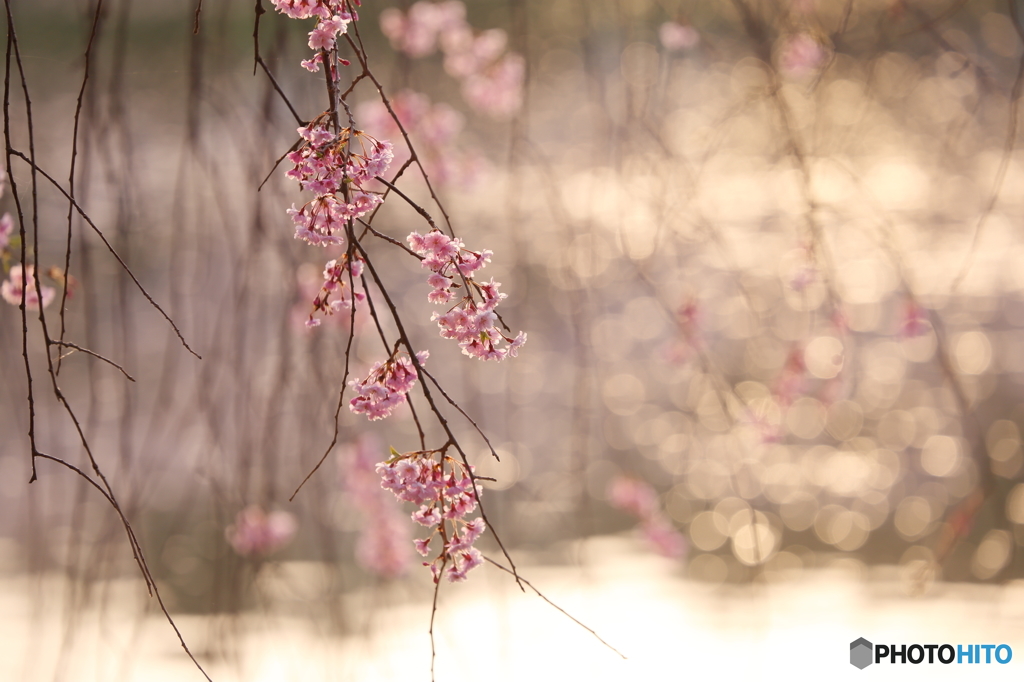 2016 SAKURA 17 高松公園
