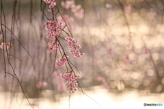 2016 SAKURA 17 高松公園