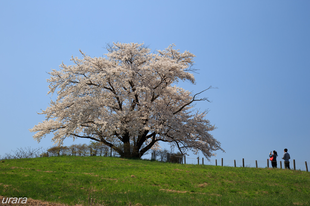 春満開・為内の一本桜