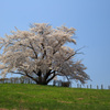 春満開・為内の一本桜