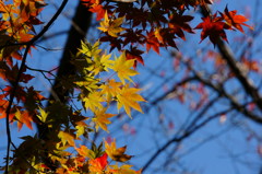 秋色　高松公園２