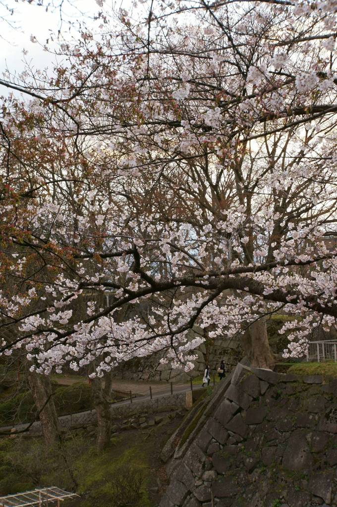 桜2015　岩手公園