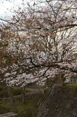 桜2015　岩手公園