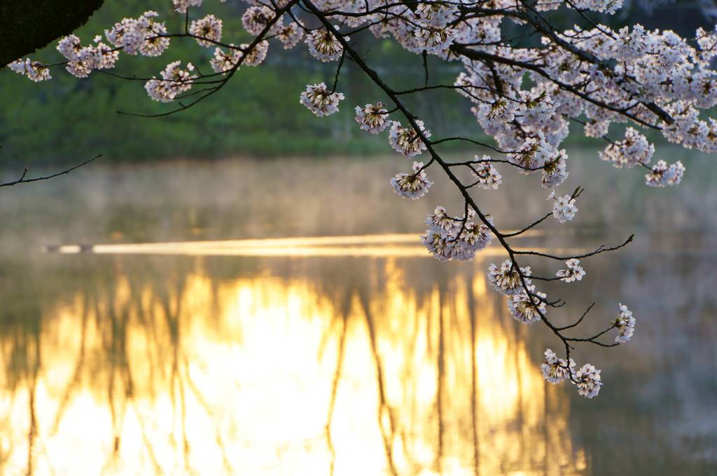 桜２０１５　高松公園２