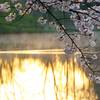 桜２０１５　高松公園２