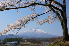 桜2015　四十四田公園