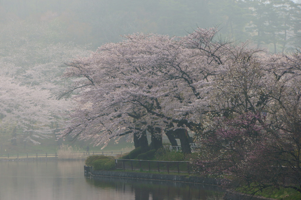 桜２０１５　高松の池６