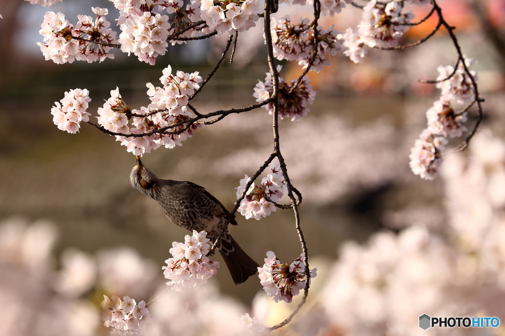 2016 SAKURA8 高松の池