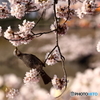 2016 SAKURA8 高松の池