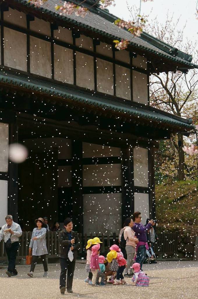 桜2015　弘前公園2