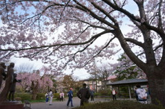 桜2015　高松公園5