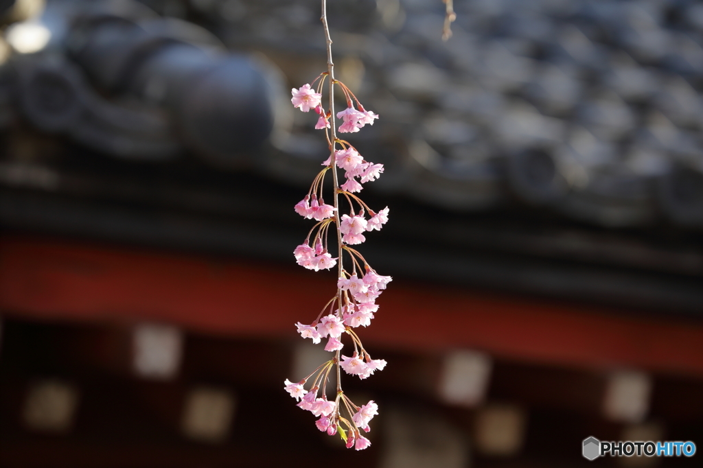 2016 SAKURA6  法華寺