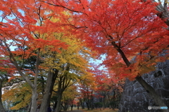 紅葉の盛岡城跡公園