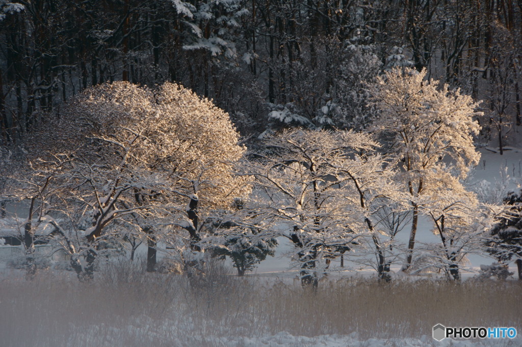 雪景色