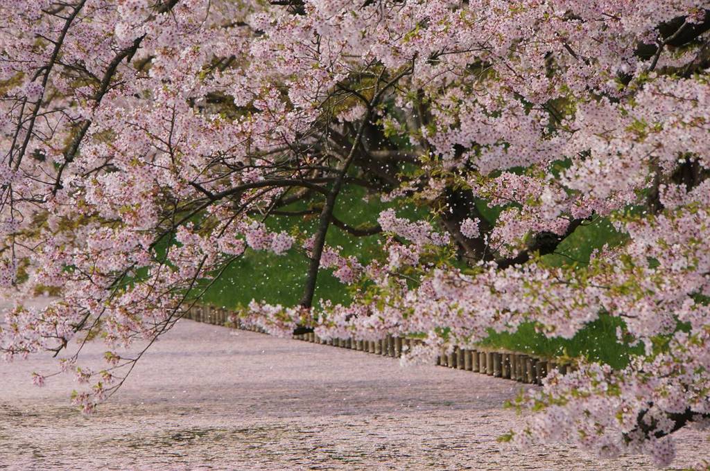 桜2015　弘前公園