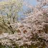 桜2015　高松公園3
