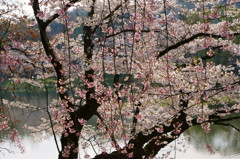 桜２０１５　高松公園７