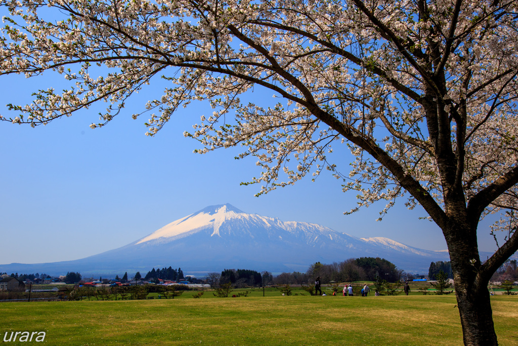 春満開・八幡平市