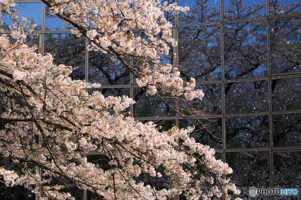 桜舞う