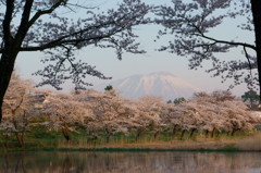 桜２０１５　高松公園６