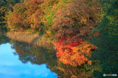 水辺の秋彩