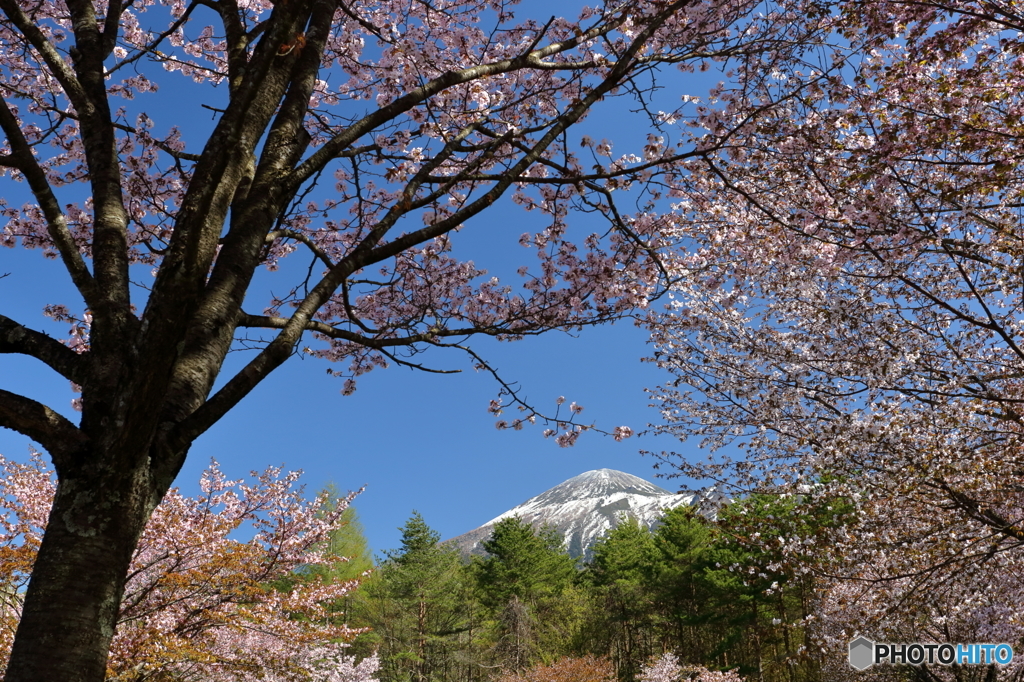 2016 SAKURA 25 県民の森