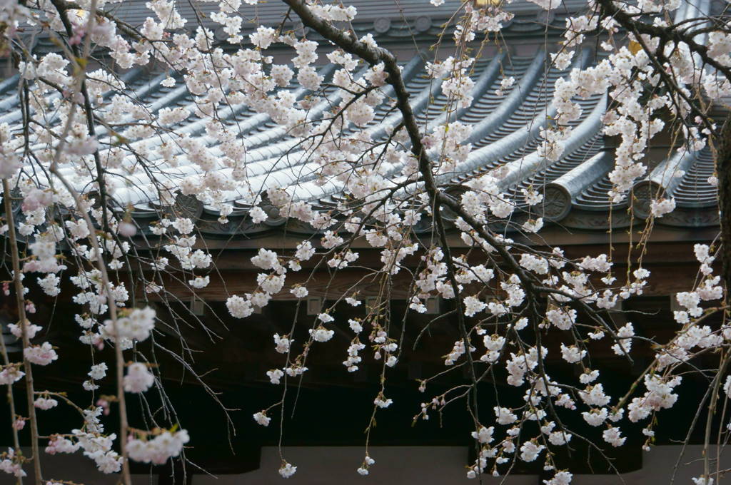 桜2015　龍谷寺