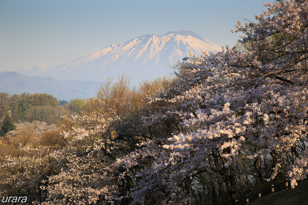 春満開・四十四田公園