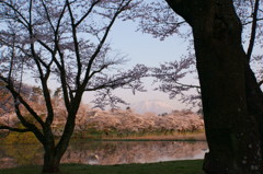 桜2015　高松公園4