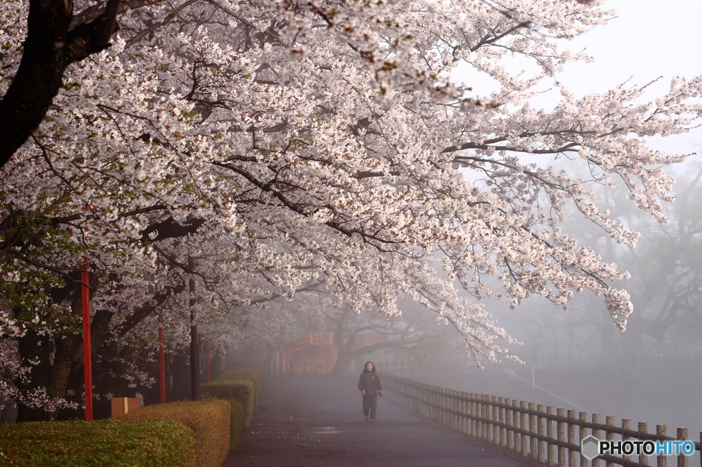 朝霧の桜　Ⅱ