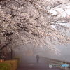 朝霧の桜　Ⅱ