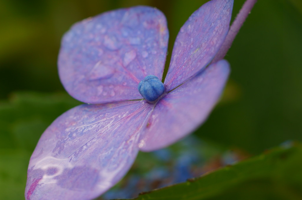 雨に濡れて