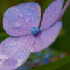 雨に濡れて