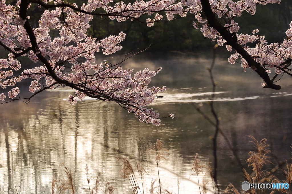 2016 SAKURA 12 高松公園