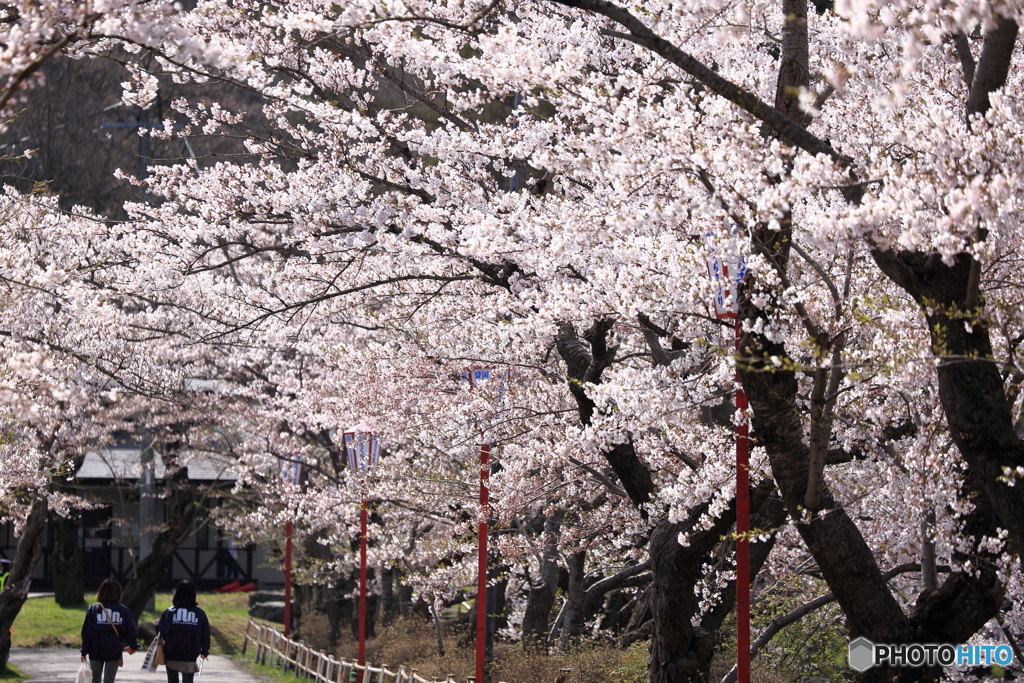 満開の桜の中で