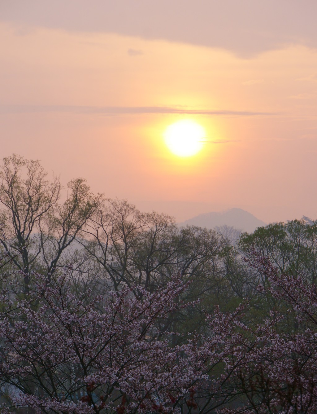 桜2015　高松公園