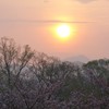 桜2015　高松公園