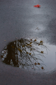 晩秋の雨上がり