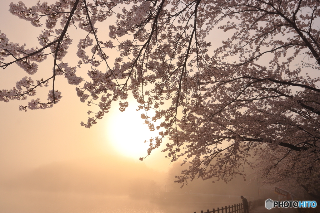 朝霧の桜