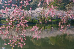 桜２０１５　高松の池５