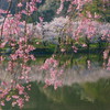 桜２０１５　高松の池５