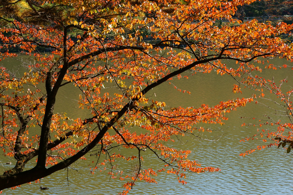 秋色　高松公園