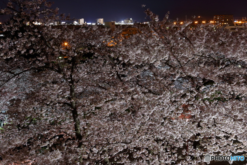 2016 SAKURA　桜の上の街