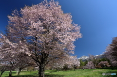 2016 SAKURA 24 大山桜