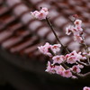 春模様8