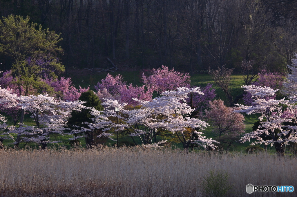 2016 SAKURA 16 高松公園